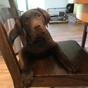 Meet your Posher, Allie